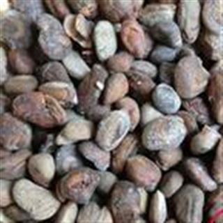 灰子资料,揭秘神秘生物的传奇故事